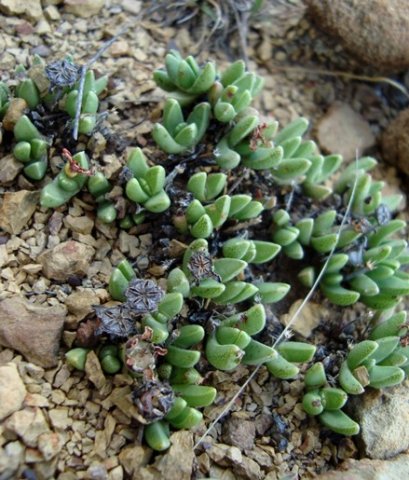 Chasmatophyllum musculinum dry fruit capsules
